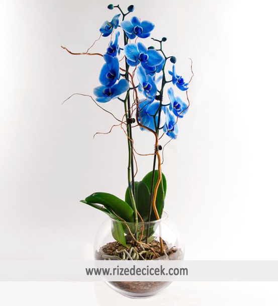 Cam Saksıda Mavi Orkide