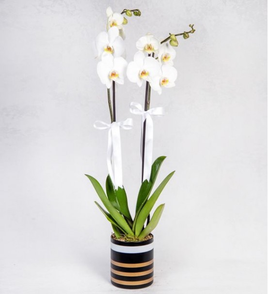 Seramik Vazoda Beyaz Orkide